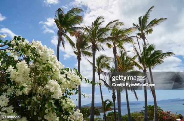 Palm trees and Bougainvillea Flowers at Hamilton Island on November 20, 2015 in Whitsunday Islands, Australia.