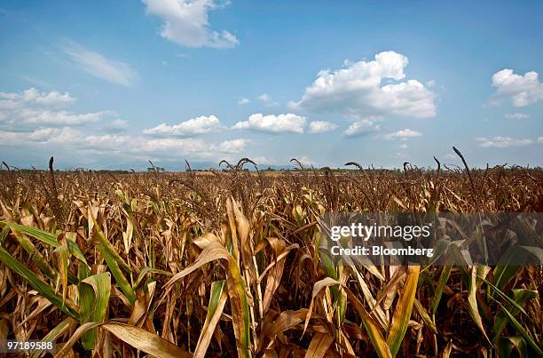 Cordon Rice Field 318 Isabela Province Stock Photos, High-Res Pictures, and Images ...