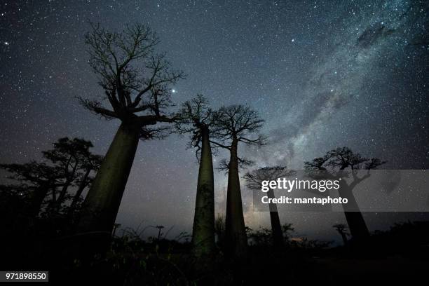 voie lactée à l’allée des baobabs - madagascar photos et images de collection