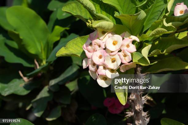 crown-of-thorns (euphorbia milii) - crown of thorns - fotografias e filmes do acervo