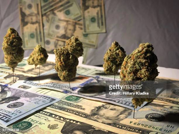 cannabis trees on money - legalisering bildbanksfoton och bilder