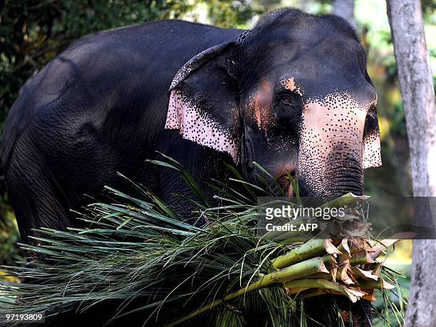 Sri Lankan elephant carries leaves at a public park in Colombo on February 27, 2010. Some 50 elephants, most of them from the central area of Kandy,...
