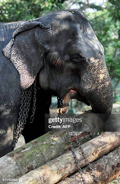 Sri Lankan elephant carries a load of logs at a public park in Colombo on February 27, 2010. Some 50 elephants, most of them from the central area of...