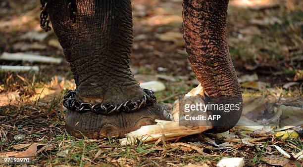 Sri Lankan elephant eats a snack while standing at a public park in Colombo on February 27, 2010. Some 50 elephants, most of them from the central...