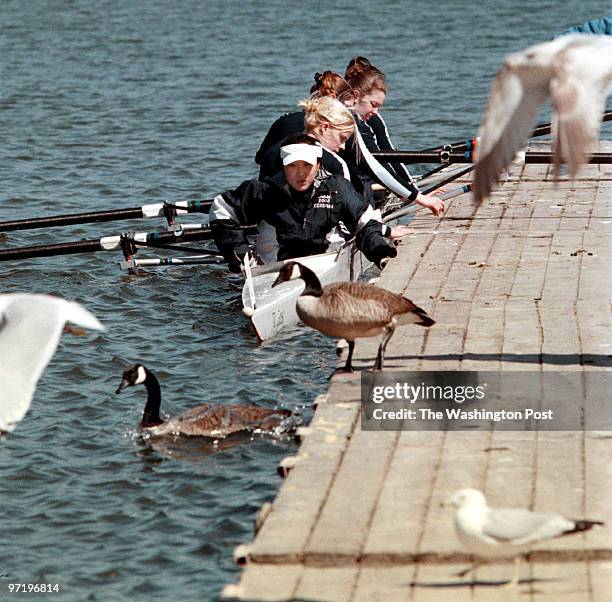 Woodwardt 122413 CAPITON:Polar Bear Regatta on Occoquan, Sandy Run Regional Park, Fairfax Station, VA. Sharing the dock with nature. Coming back from...