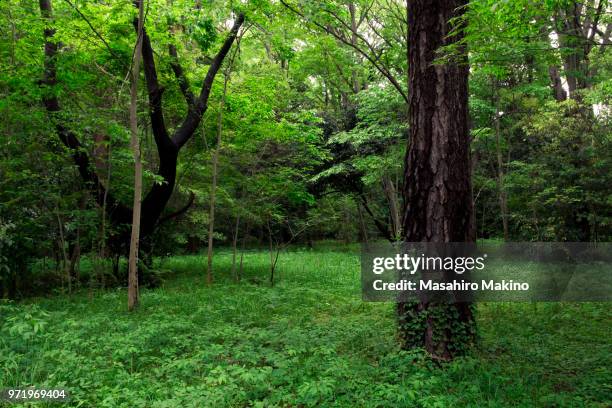 woodland - japanese zelkova stock pictures, royalty-free photos & images
