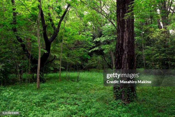 woodland - deciduous tree stock pictures, royalty-free photos & images