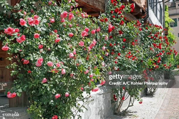 rose bushes in front of medieval houses in rapperswil, switzerland - rapperswil stock-fotos und bilder