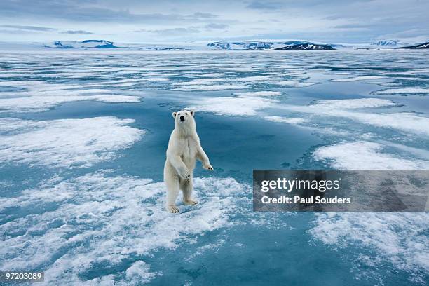 polar bear, nordaustlandet, svalbard, norway - cambiamenti climatici foto e immagini stock