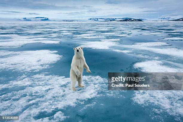 polar bear, nordaustlandet, svalbard, norway - global warming stock pictures, royalty-free photos & images