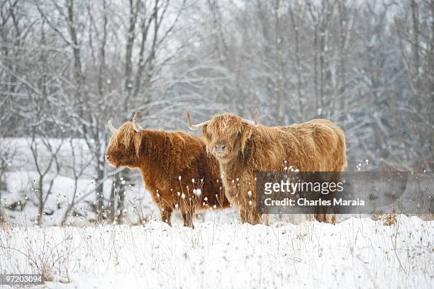 scottish highlander - highland cow stockfoto's en -beelden