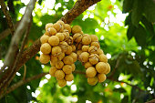 Longkong is used for the type which has skin that is easily peeled off (without milky latex). The ping pong ball sized fruits grow together in big clusters.