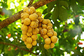 Longkong is used for the type which has skin that is easily peeled off (without milky latex). The ping pong ball sized fruits grow together in big clusters.