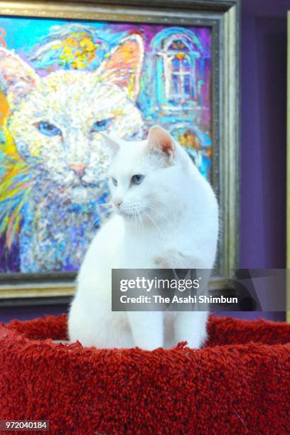 Achilles the Cat is seen at Hermitage Museum on June 5, 2018 in St. Petersburg, Russia. The deaf cat is predicting the result of the FIFA World Cup...