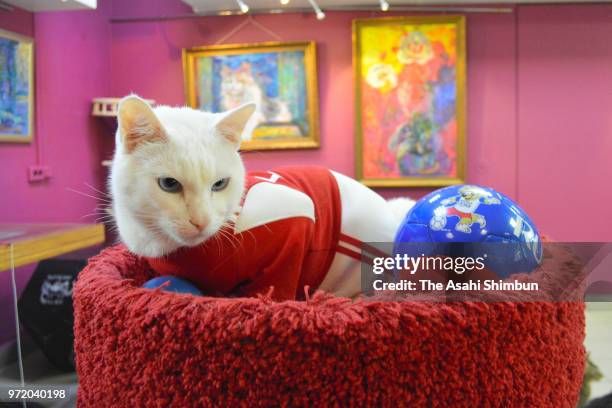 Achilles the Cat is seen at Hermitage Museum on June 5, 2018 in St. Petersburg, Russia. The deaf cat is predicting the result of the FIFA World Cup...