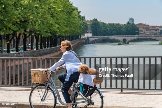 woman cycles with a dog in a basket over a bridge in verona, italy - adige stock pictures, royalty-free photos & images