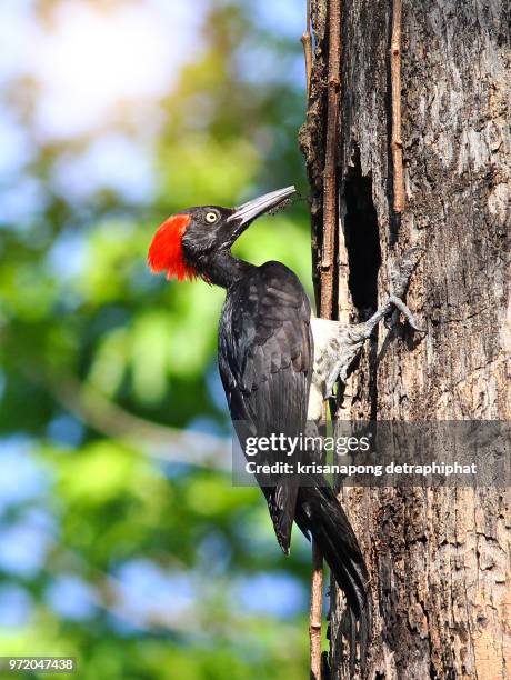 bird,white-bellied woodpecker, great black woodpecker,birds are extinct. - black bird with orange beak stock pictures, royalty-free photos & images