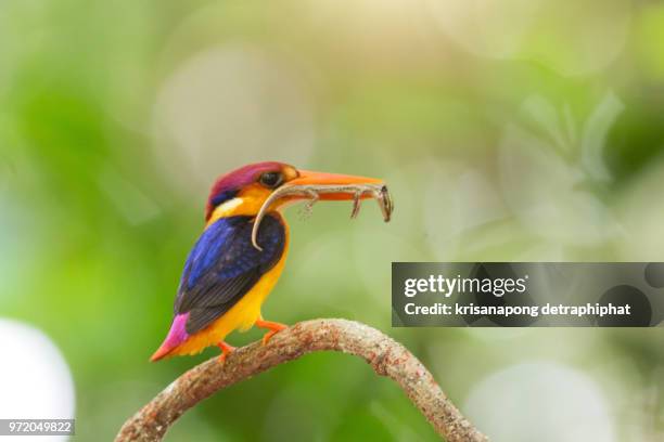 bird,black-backed kingfisher,oriental dwarf kingfisher. - white perch fish stock pictures, royalty-free photos & images