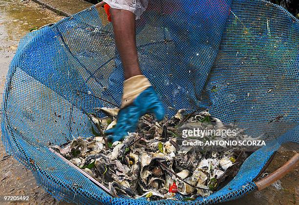 Masked municipal worker examines dead fish removed from the waters of Rodrigo de Freitas lagoon in Rio de Janeiro, Brazil, on March 01, 2010. The...