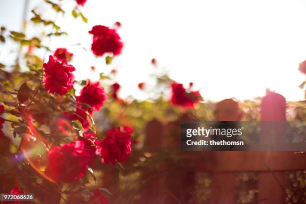 blooming red rose plants next to wooden fence, germany - fences screening stock-fotos und bilder