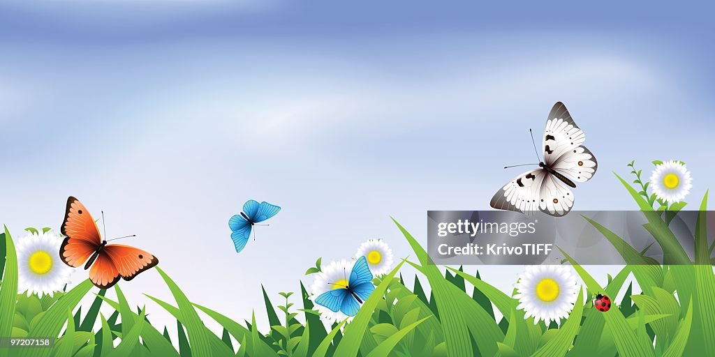 Summer butterflies