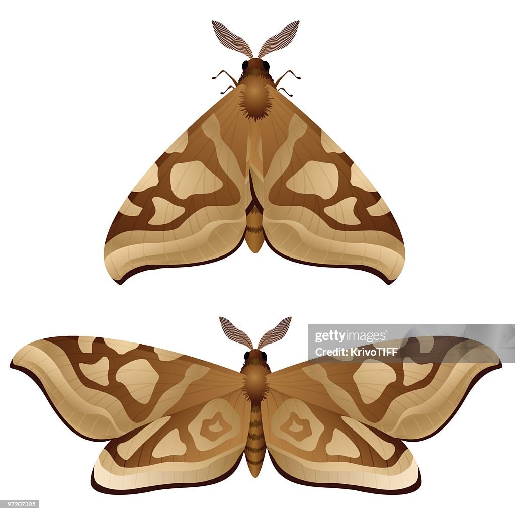 Mariposa nocturna