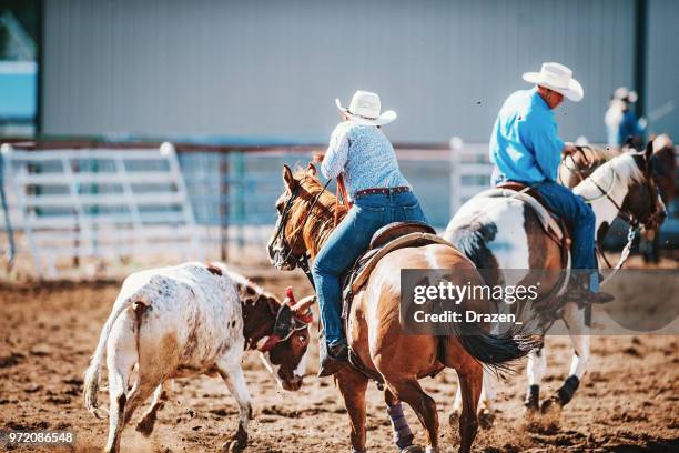 cowboy and cowgirl throwing lasso on calf - femininity masculinity stock pictures, royalty-free photos & images