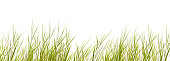 isolated grass blades on white background
