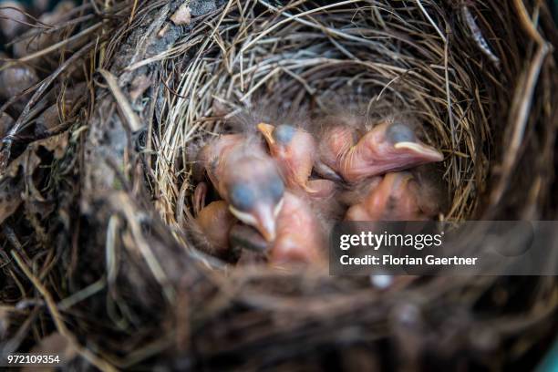 Freshly hatched blackbirds are pictured on May 21, 2018 in Melaune, Germany.