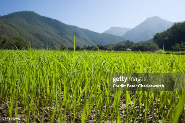 Field full of rice seedlings on the road close to Mae Hong Son.