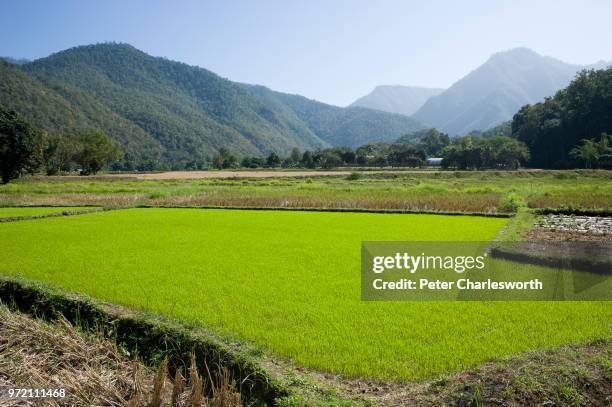 Field full of rice seedlings on the road close to Mae Hong Son.