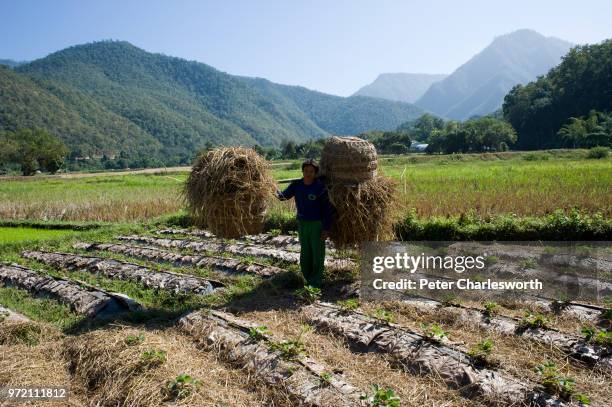 Farmer carries rice straw to place on strawberry plants to protect them from the cold at night in a field on the road close to Mae Hong Son.