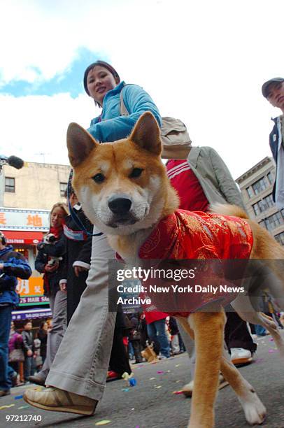 Akira, a Shiba Inu, marches in the seventh annual Lunar New Year Parade and Festival - celebrating the Year of the Dog - in Chinatown.