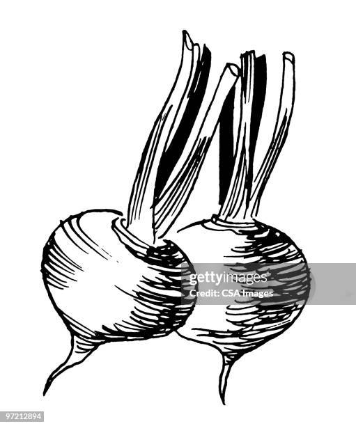 turnips - radieschen stock-grafiken, -clipart, -cartoons und -symbole