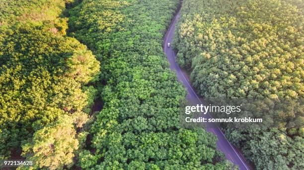 aerial view of road in rubber farm tree area - gummiträd bildbanksfoton och bilder