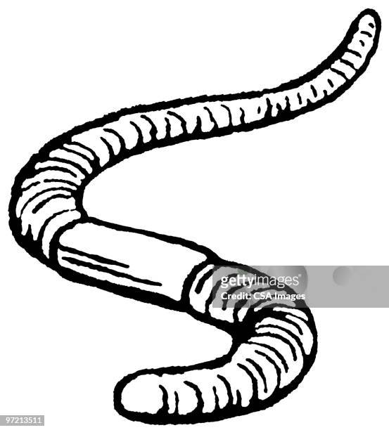 worm - worm stock illustrations