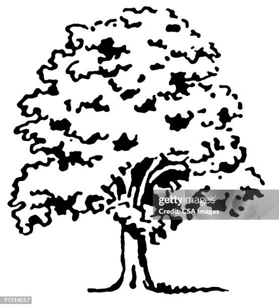 tree - oak tree illustration stock illustrations