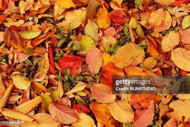 full frame shot of fallen autumn leaves - autumn leaves stock-fotos und bilder