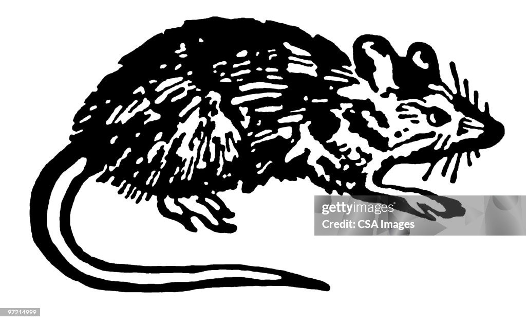 Mouse