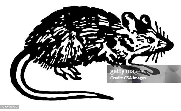 mouse - rats stock illustrations