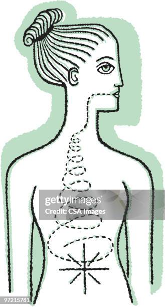 ilustraciones, imágenes clip art, dibujos animados e iconos de stock de digestive tract - chi a into