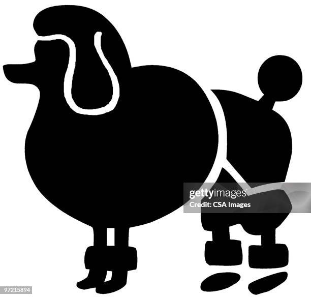 illustrations, cliparts, dessins animés et icônes de poodle - caniche