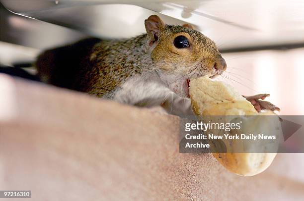 Squirrel takes a bite out of a bagel while eating under an air conditioner in the Park Slope section of Brooklyn.