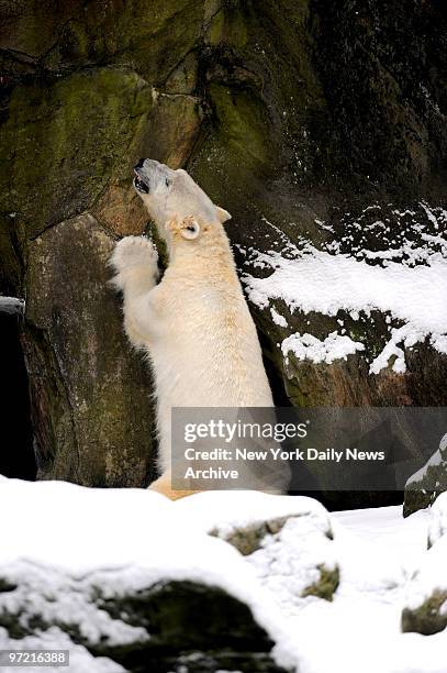 Polar bear enjoys the weather Sunday at the Wildlife Conservation Society's Bronx Zoo. ,