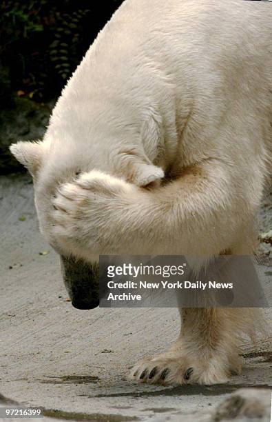 Polar bear finds the summer heat unbearable at the Bronx Zoo.