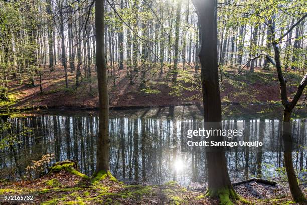 lake on a beech forest in springtime - european beech stock pictures, royalty-free photos & images