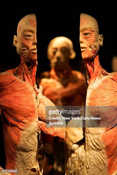 Preserved cadaver which has been split open to show its inner workings is on display on the opening day of "Bodies...The Exhibition" in the new...