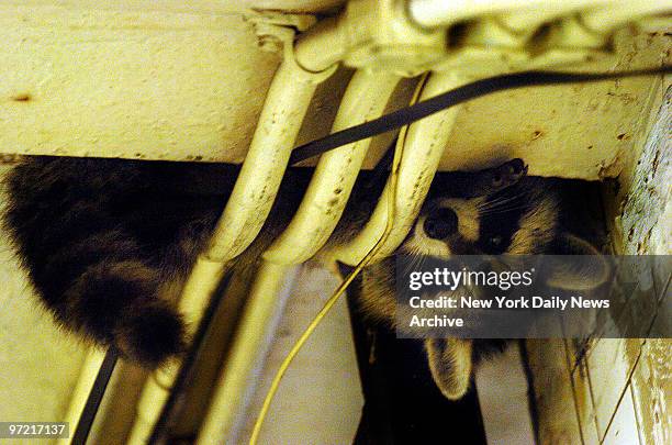 Raccoon clings to pipes along the ceiling as it tries to avoid animal control officers in the 95th St. R train subway station in Bay Ridge, Brooklyn.