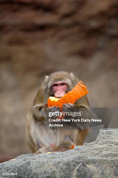 Snow monkey celebrates Halloween with a pumpkin snack during the Wildlife Conservation Society's Boo at the Zoo program at the Central Park Zoo.