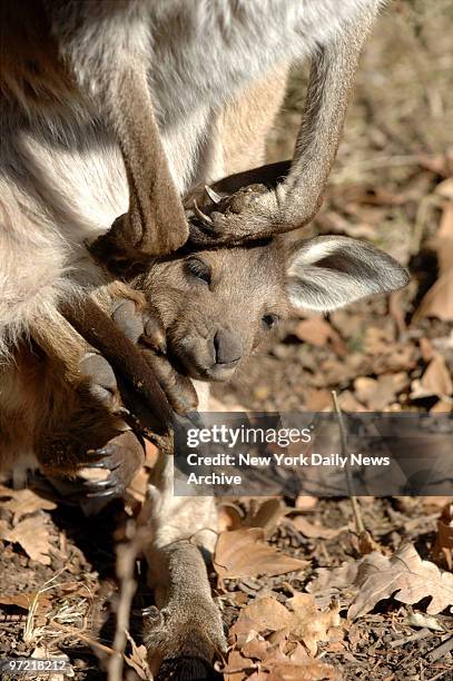 Baby kangaroo pops its head out from the pouch of its mother Christy at the Prospect Park Zoo. Christy has been carrying her joey close for several...